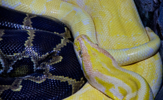 Хищная элегантность: как носить змеиный принт, чтобы не выглядеть вульгарно Хищная элегантность: как носить змеиный принт, чтобы не выглядеть вульгарно